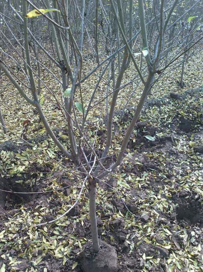 泰山红石榴苗2-3厘米价格基地种植石榴苗低价销售