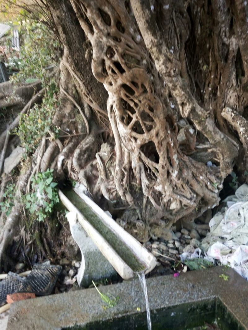 普洱茶