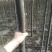 白榆4~6cm6~8cm2.5~3m