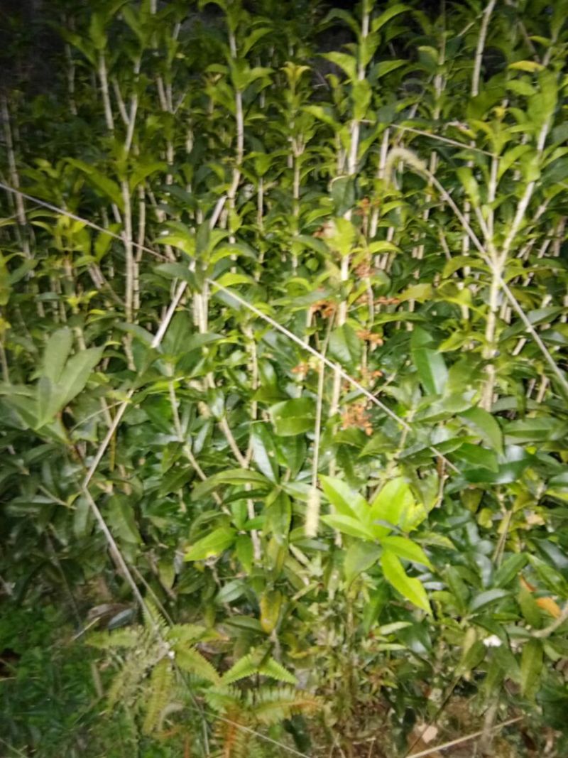 黄金桂花树2~4cm1.5~2米1米以下