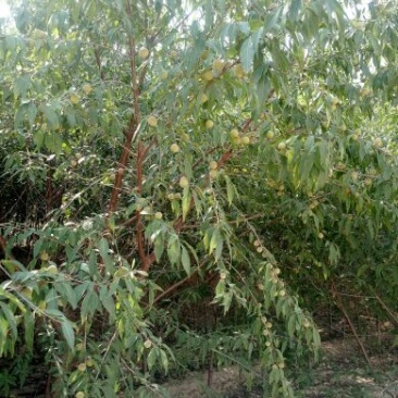 山桃树6~8cm2.5~3米