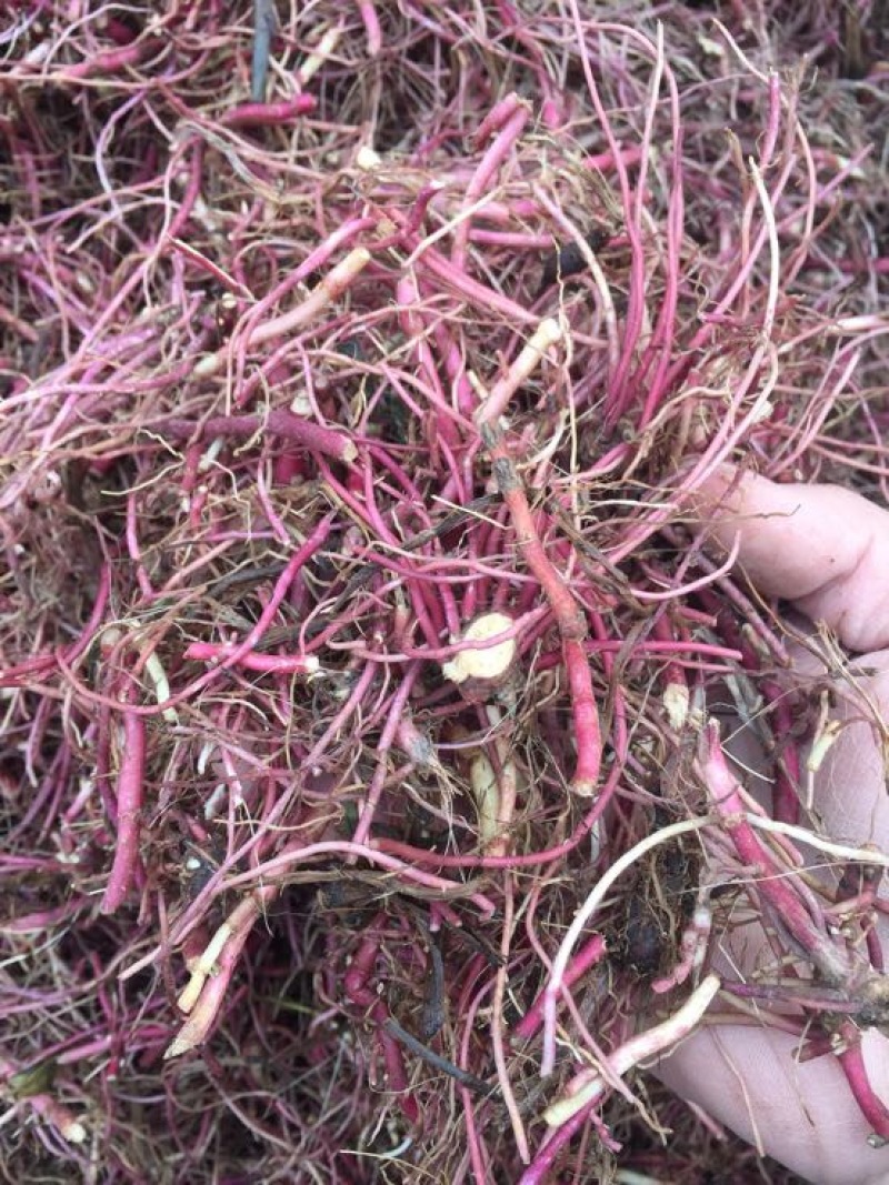 紫菀苗中药材紫菀苗