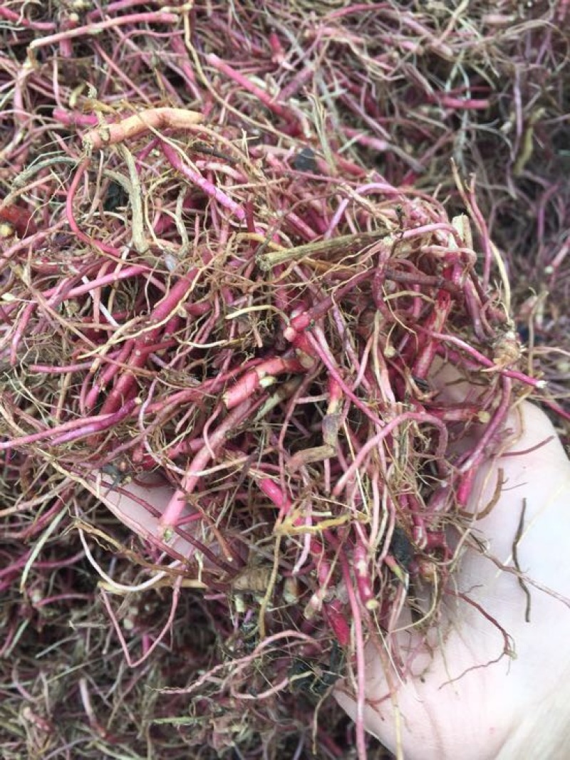 紫菀苗中药材紫菀苗