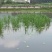 生态甲鱼1.5~2斤