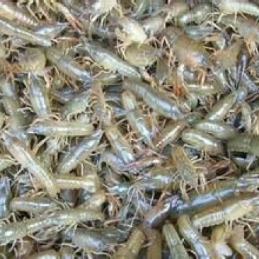 克氏原螯虾种苗2~4钱活虾