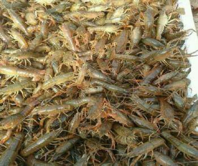 克氏原螯虾种苗2~4钱活虾