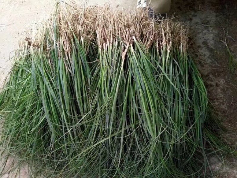 知母苗知母苗批发基地