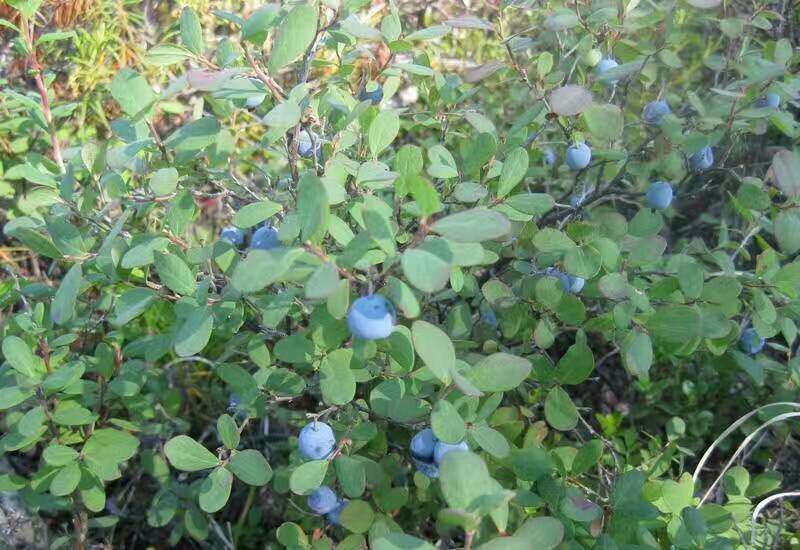 野生蓝莓2017野生蓝莓