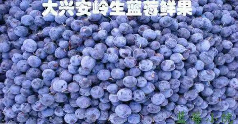 野生蓝莓2017野生蓝莓