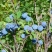 野生蓝莓2017野生蓝莓