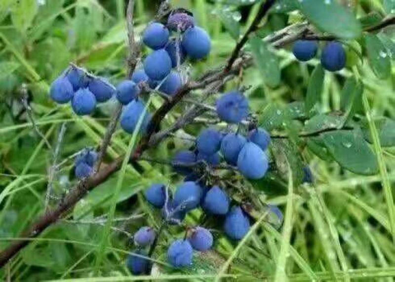 野生蓝莓2017野生蓝莓