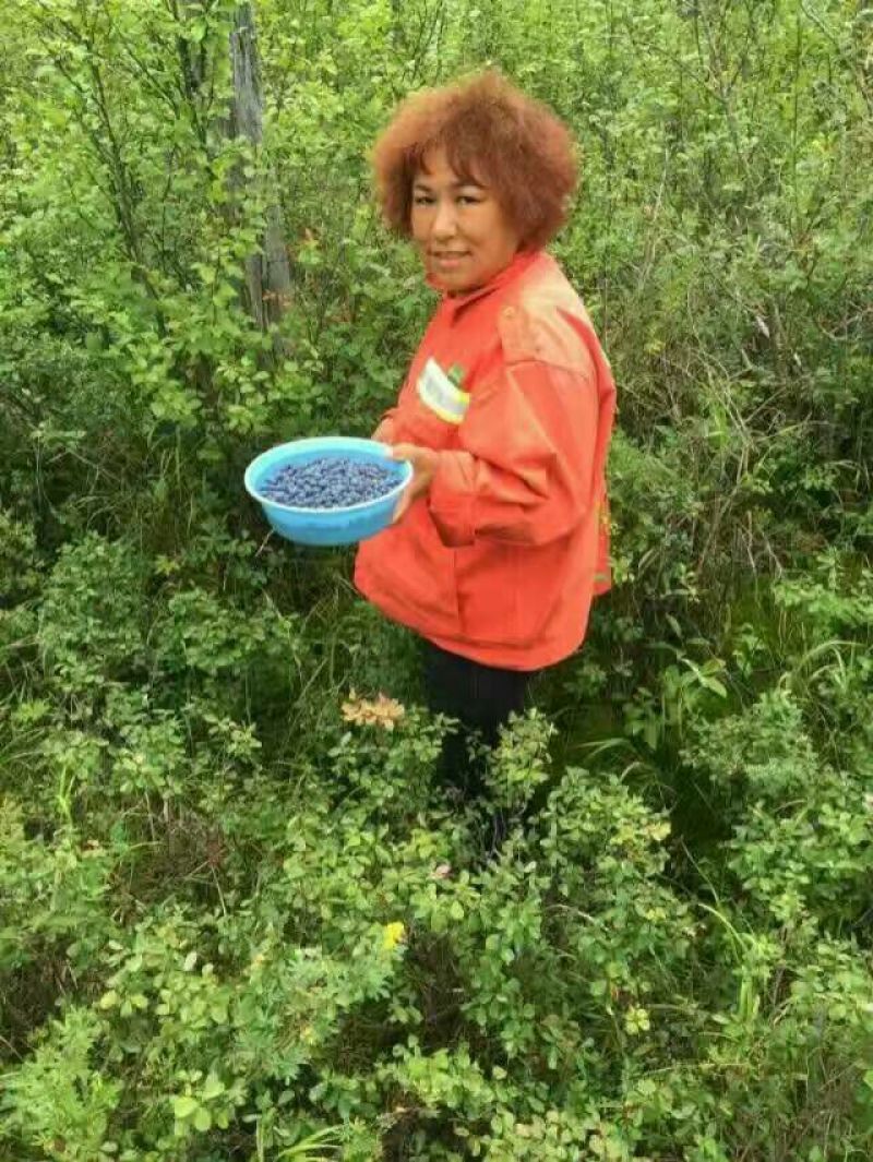 野生蓝莓2017野生蓝莓