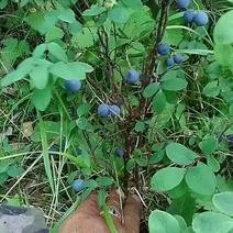 野生蓝莓2017野生蓝莓