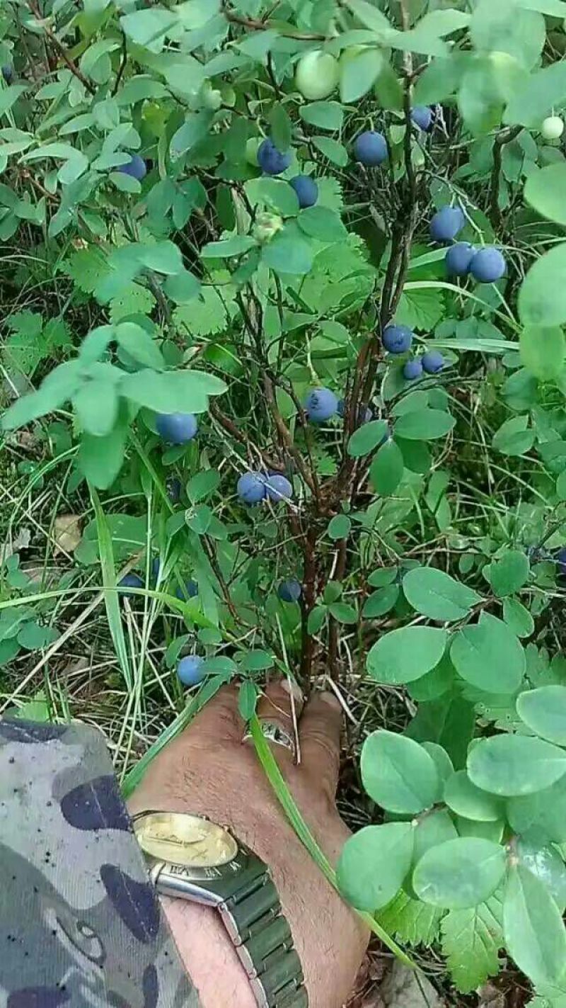 野生蓝莓2017野生蓝莓