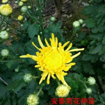 婺源皇菊苗小黄菊苗