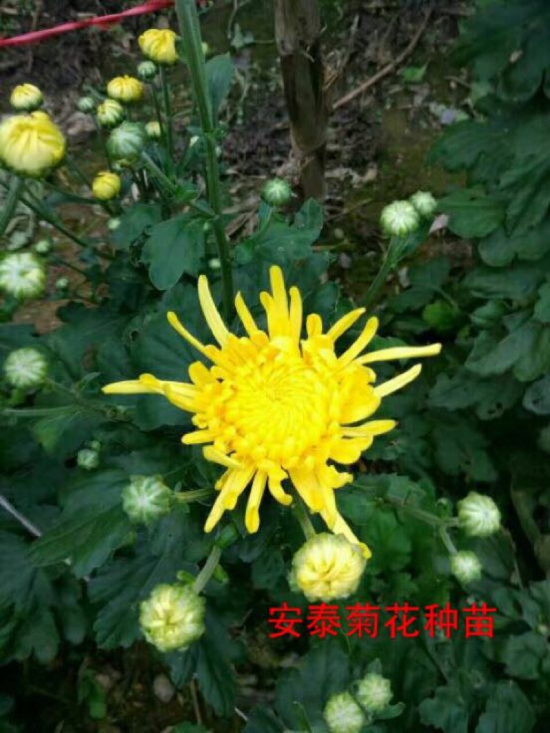 婺源皇菊苗小黄菊苗