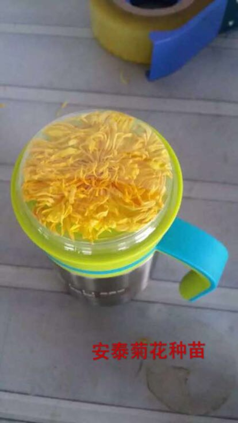 婺源皇菊苗小黄菊苗