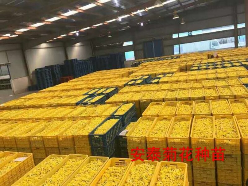 婺源皇菊苗小黄菊苗