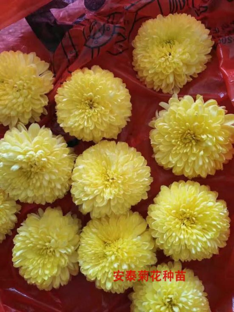 婺源皇菊苗小黄菊苗