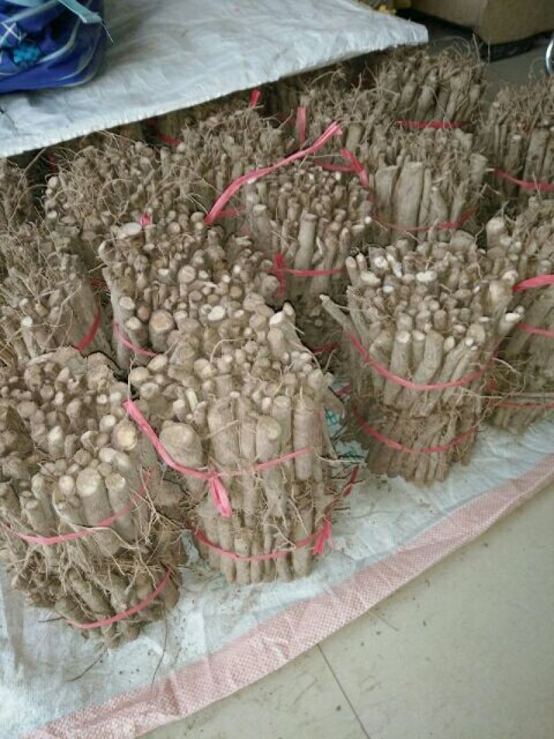 泡桐苗80cm以上