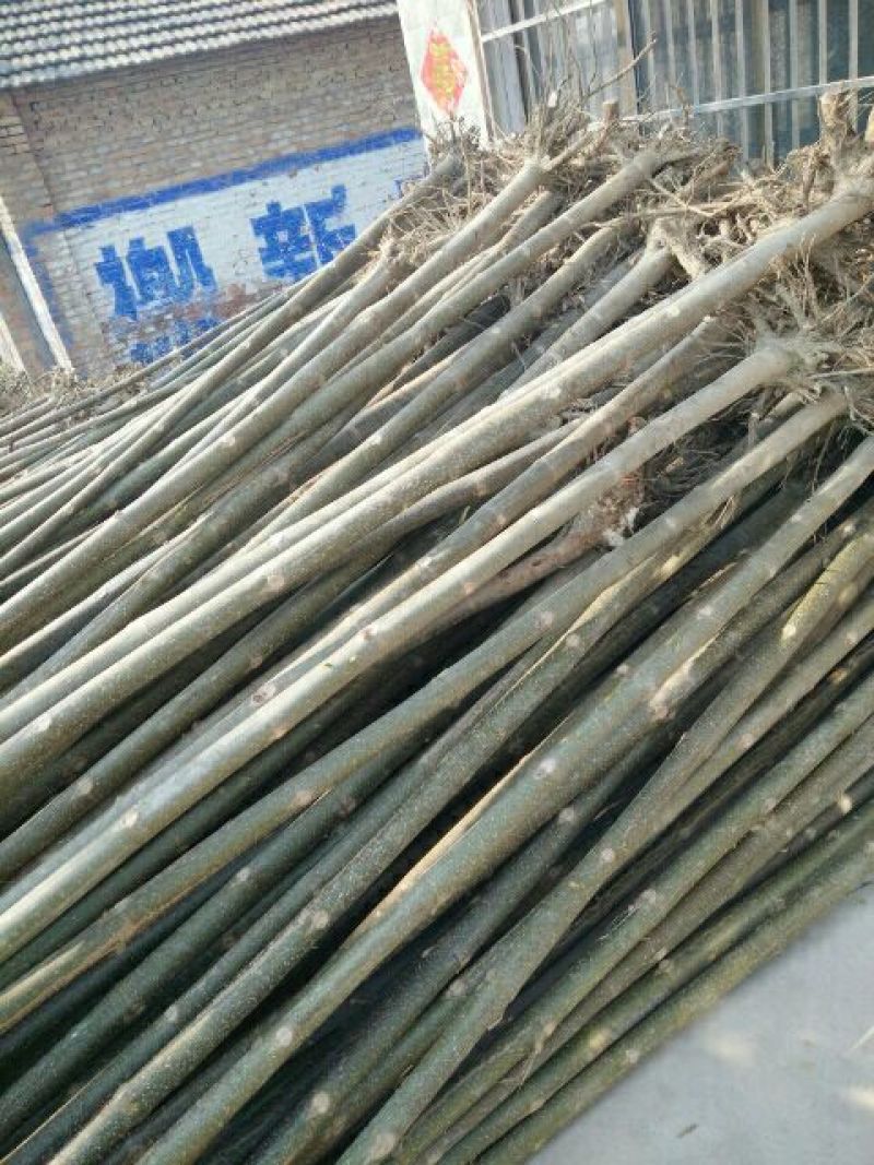 泡桐苗80cm以上