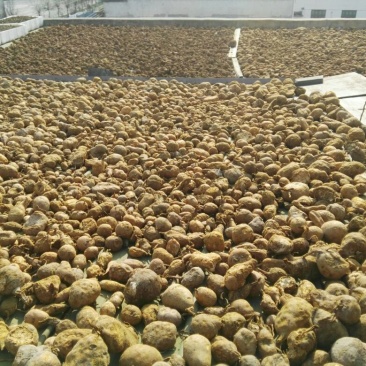 金果榄/青牛胆，地胆，金线吊葫芦，，，，，，