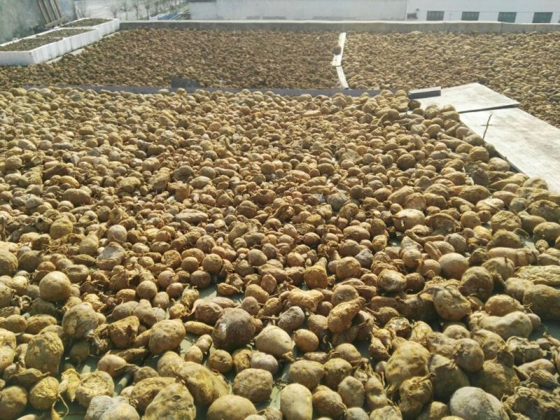 金果榄/青牛胆，地胆，金线吊葫芦，，，，，，