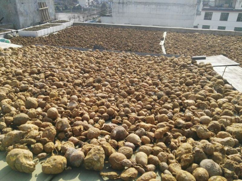 金果榄/青牛胆，地胆，金线吊葫芦，，，，，，