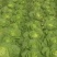 大白菜4~6斤