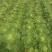 大白菜4~6斤