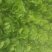大白菜4~6斤