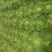 大白菜4~6斤