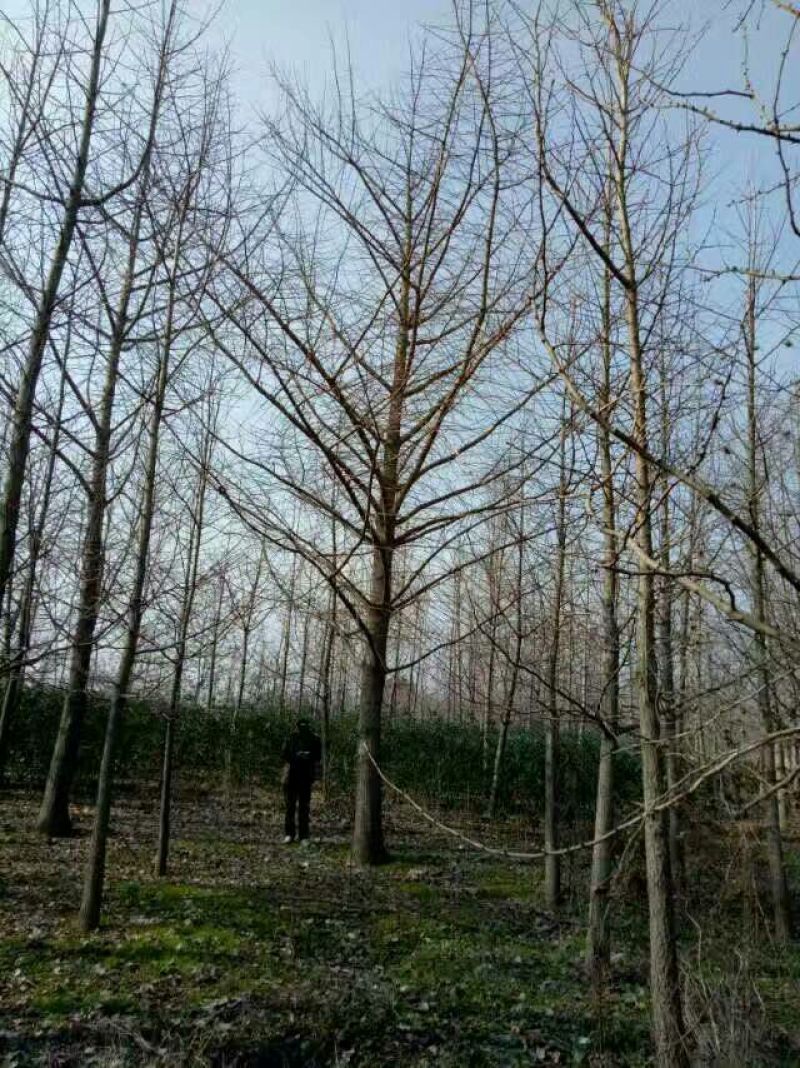 银杏树银杏实生树