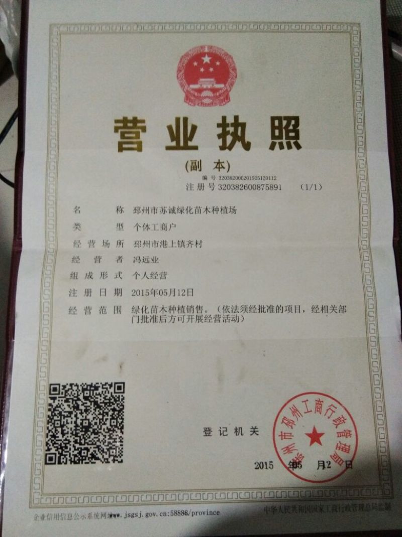 银杏树银杏实生树