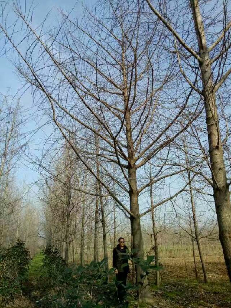 银杏树银杏实生树
