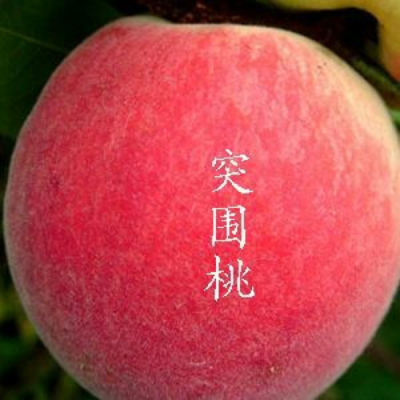 突围桃树苗80cm以上