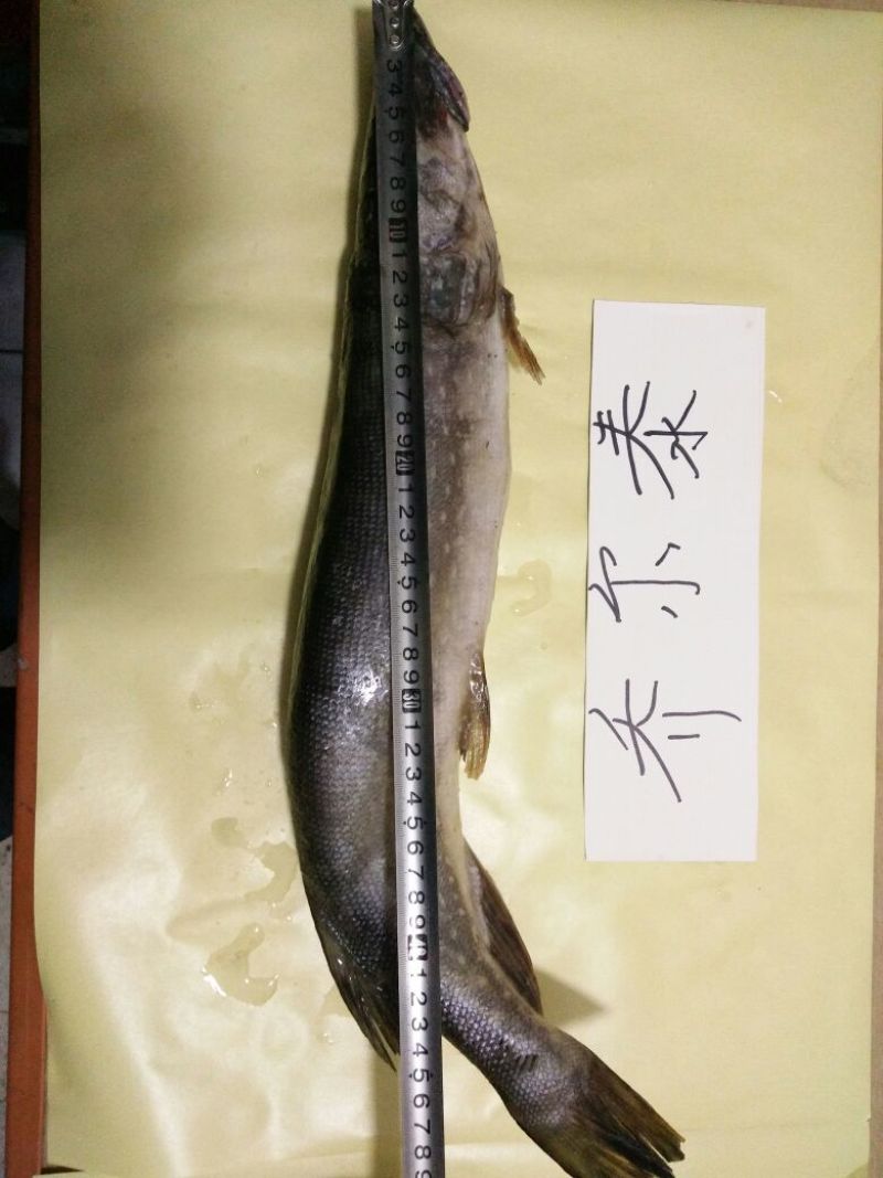 乔尔泰