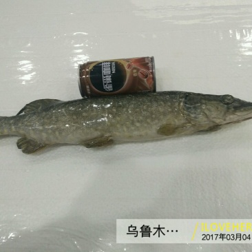 乔尔泰