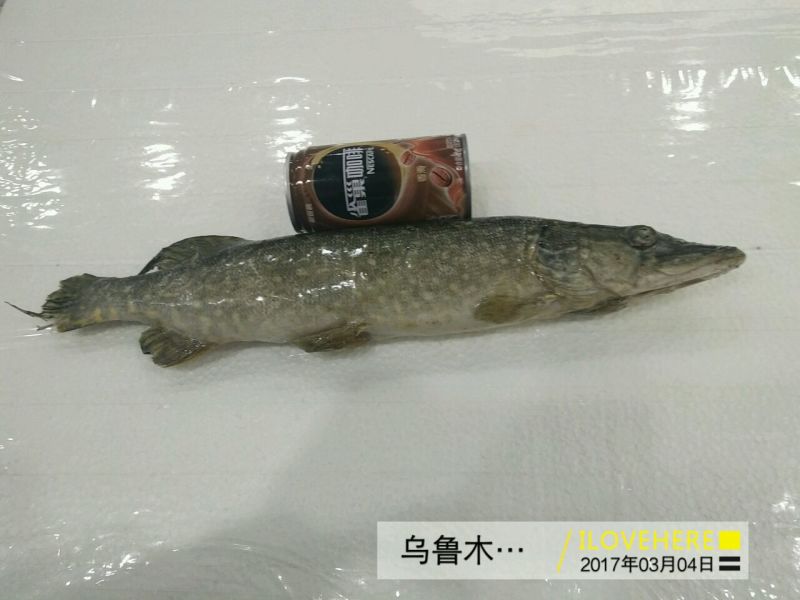 乔尔泰