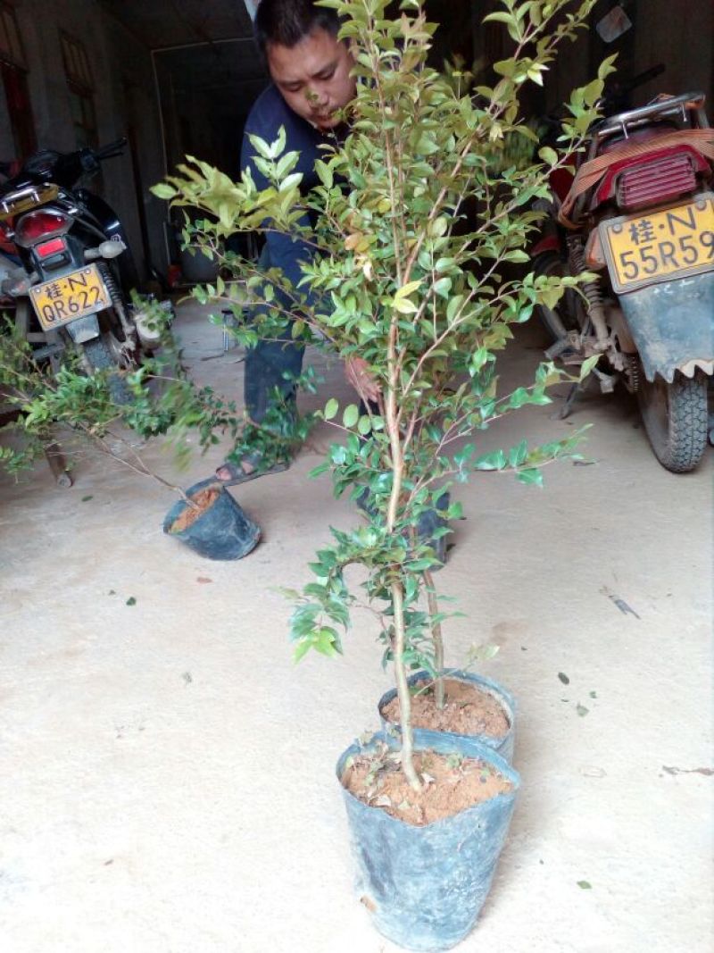 嘉宝果树苗2年正品果苗优质