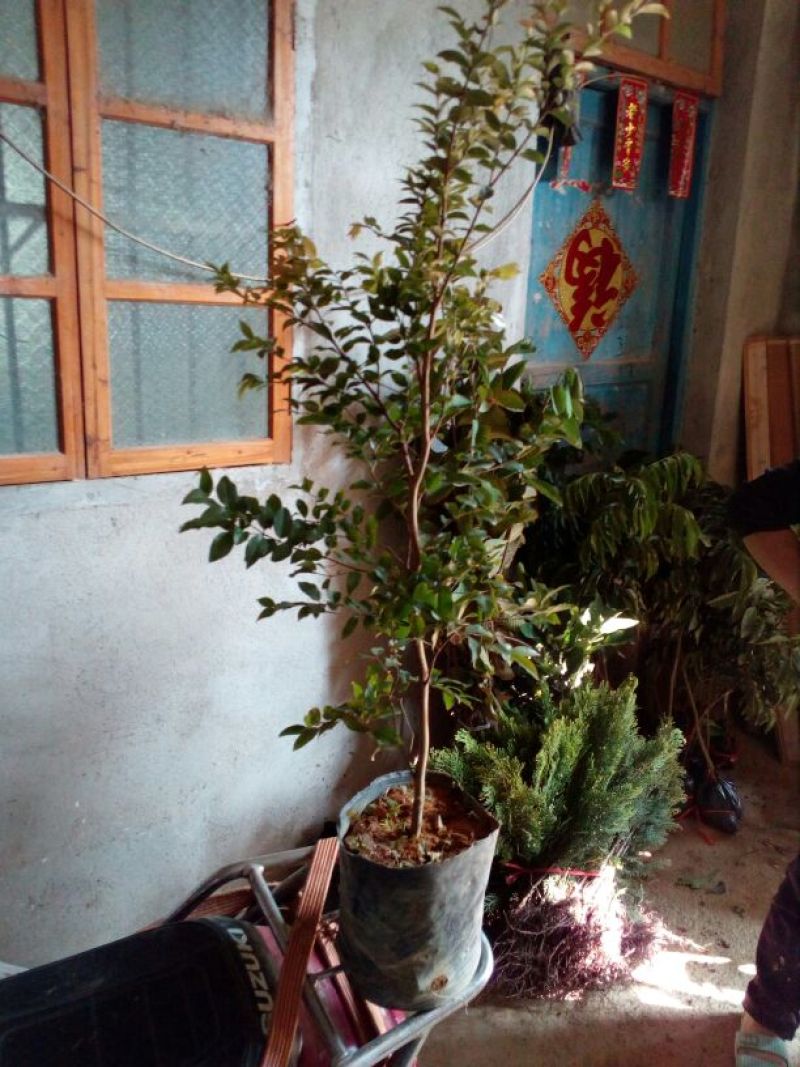 嘉宝果树苗2年正品果苗优质
