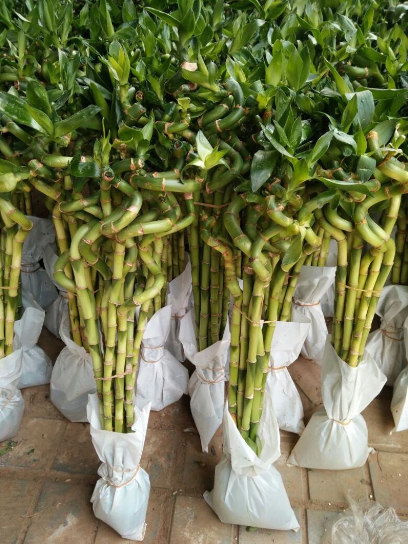 富贵竹，规格齐全货品新鲜价格合理