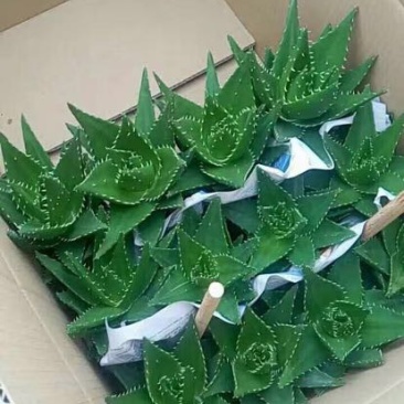 芦荟