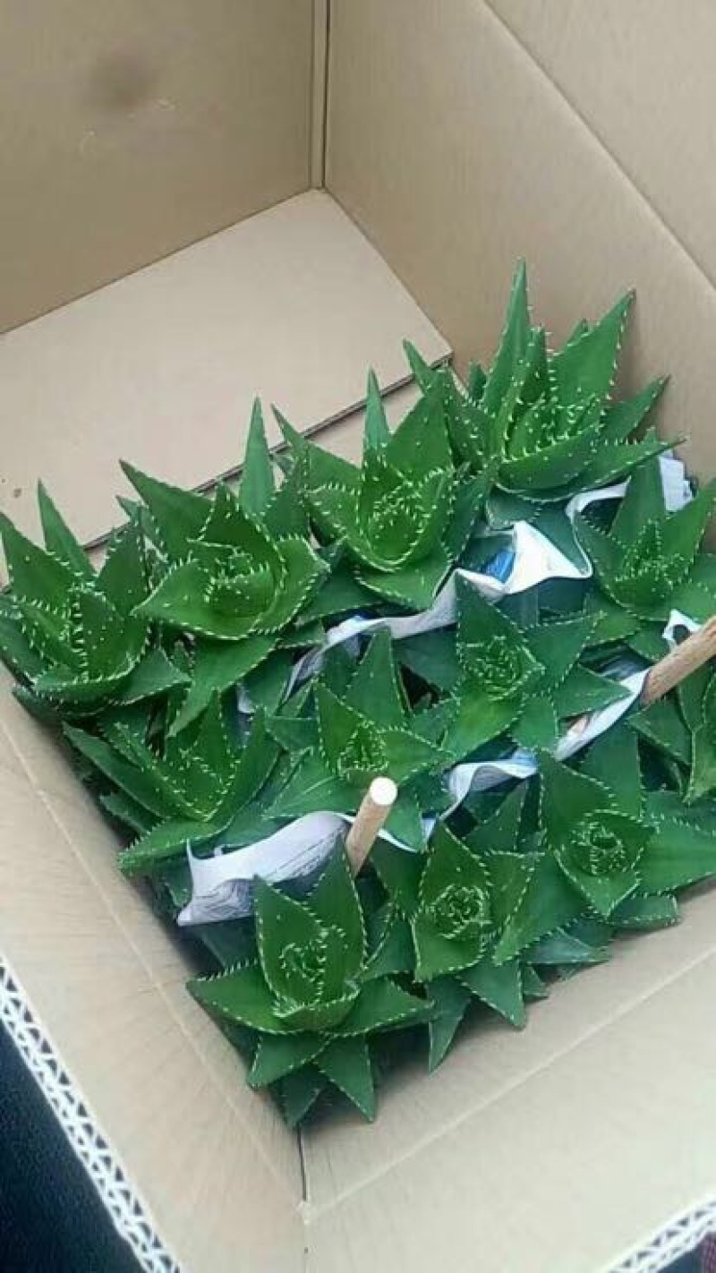 芦荟