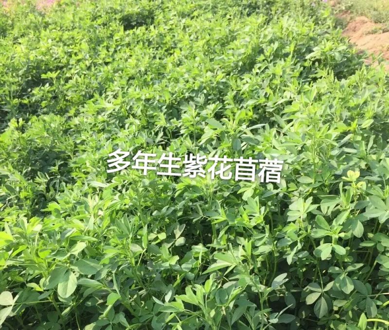 进口紫花苜蓿种子，净籽种子，可多年生长。