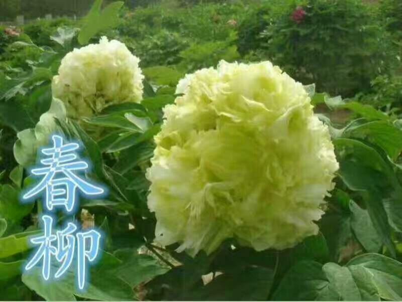 牡丹苗10~20cm