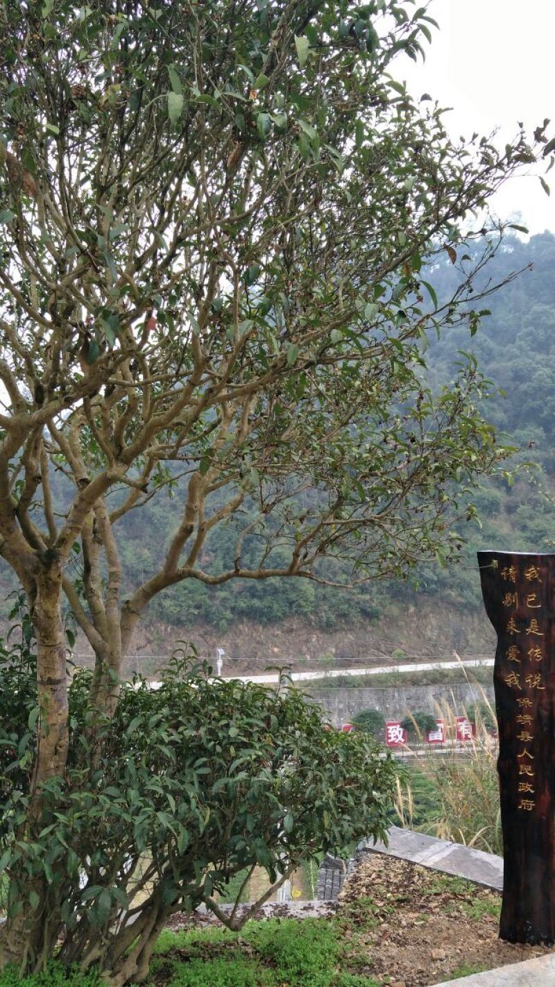 老树茶一级