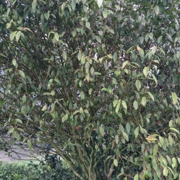 老树茶一级