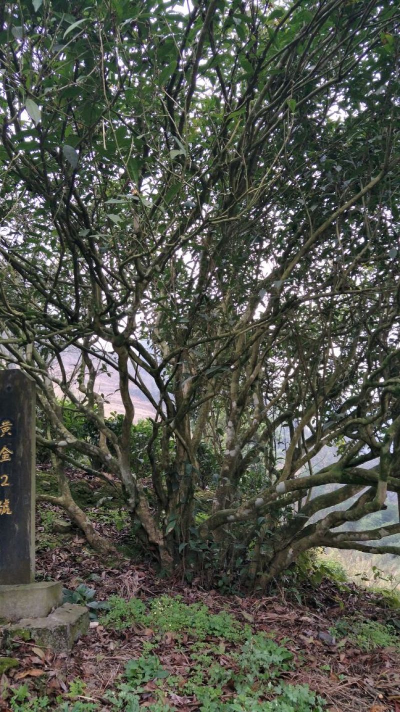 老树茶一级