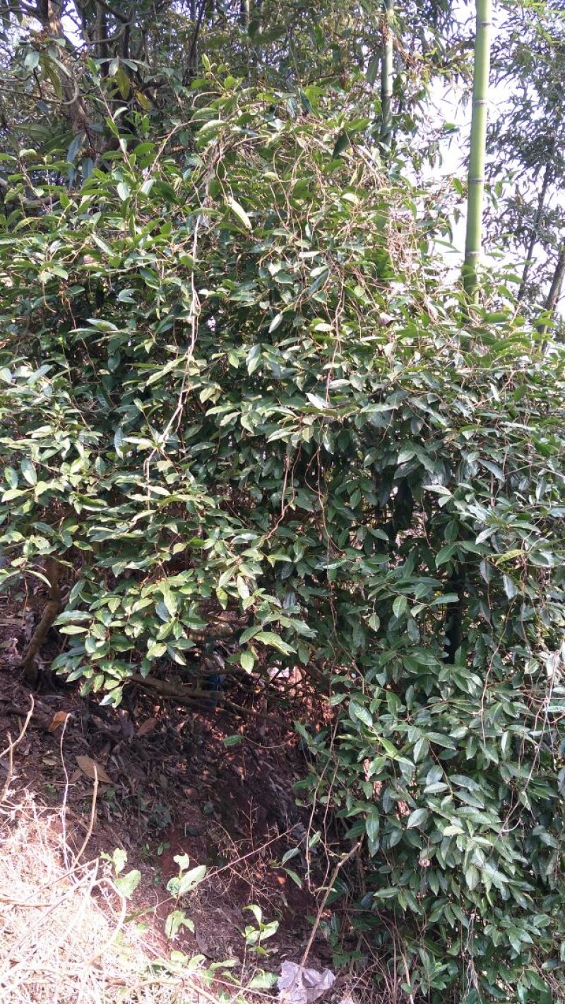 老树茶一级
